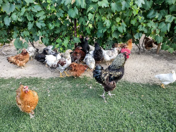 Chickens Rooster Farm Romania — стоковое фото