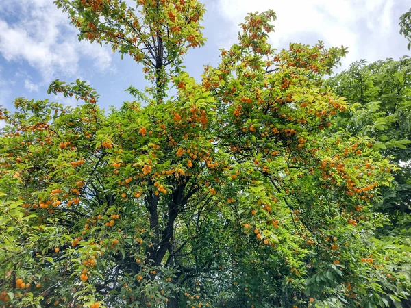 Yellow Corkscrews Ripe Tree Romania — Foto de Stock