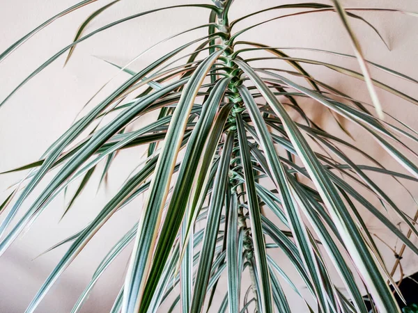Song India Dracaena Reflexa Plant — стоковое фото
