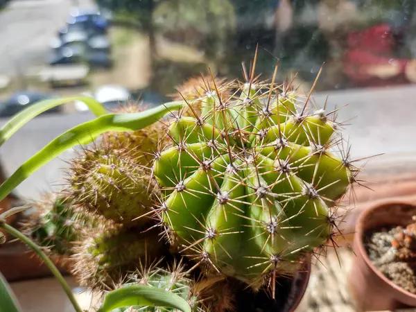 Lemon Barrel Cactus Closeup View — стоковое фото