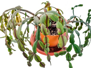 Noel kaktüsü bitkisi beyaza izole edilmiş. Schlumbergera gaertneri