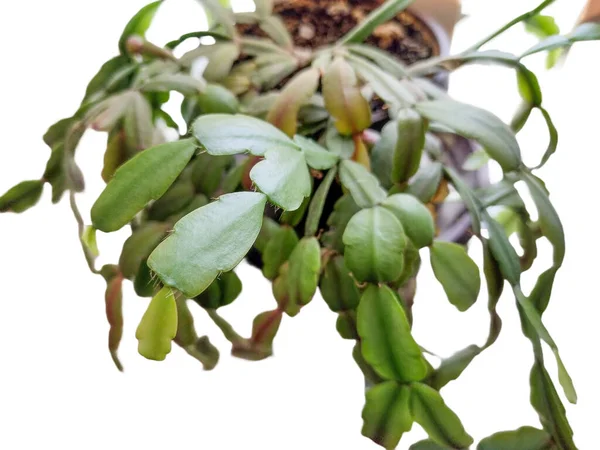 Christmas Cactus Plant Isolated White Schlumbergera Gaertneri — Stockfoto