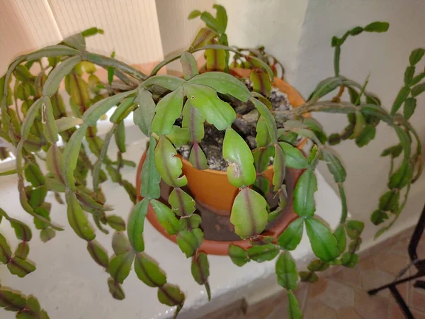 Christmas Cactus Plant Schlumbergera Gaertneri — Stockfoto