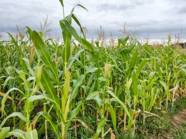 cornfield in the summer in Maramures county, Romania