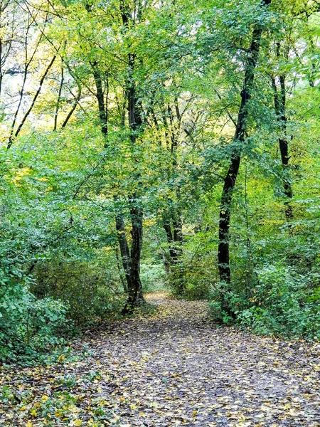 View Forest October Romania — Fotografia de Stock