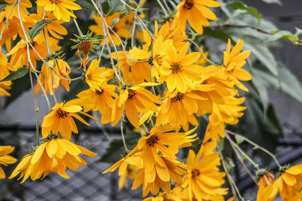 Cheerful Sunflower Helianthus Romania — Foto de Stock
