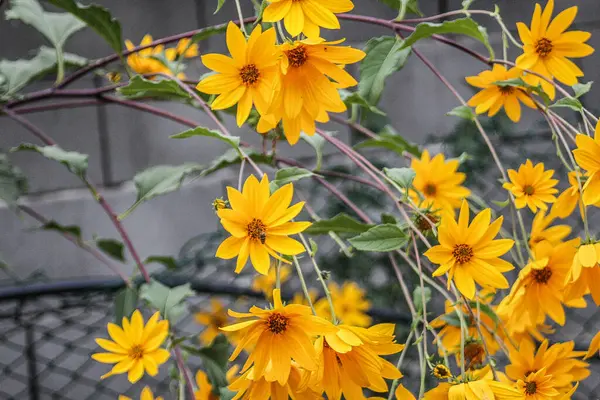 Cheerful Sunflower Helianthus Romania — Foto de Stock