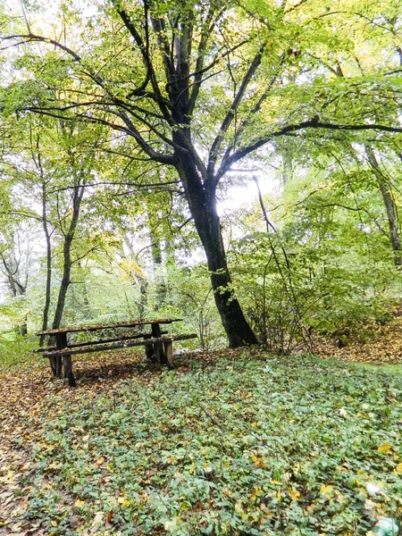 Benches Forest Autumn Romania — Stockfoto