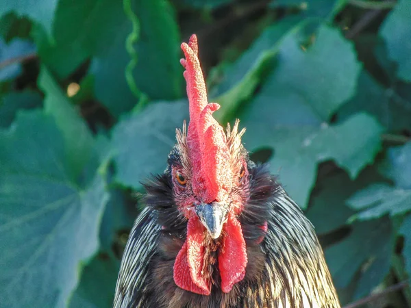 Het Hoofd Van Een Haan — Stockfoto