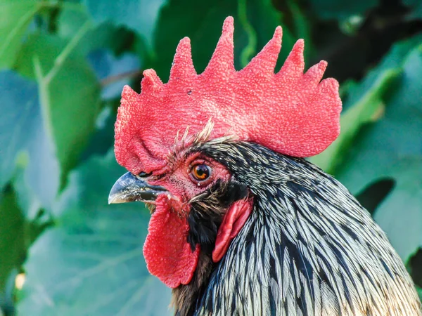 Head Rooster — Stock Photo, Image