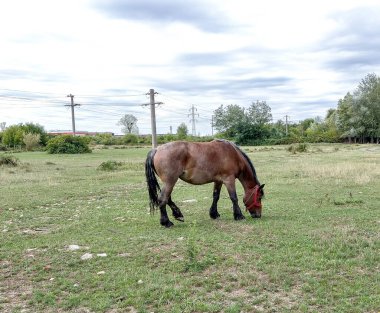 a horse is grazing grass