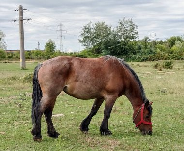 a horse is grazing grass