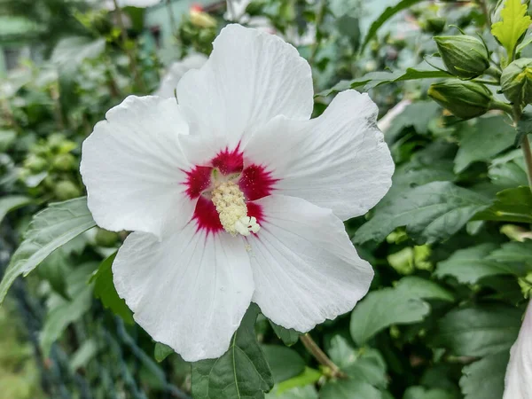 White Rose Sharon Hibiscus Syriacus Flower Summer — Foto de Stock
