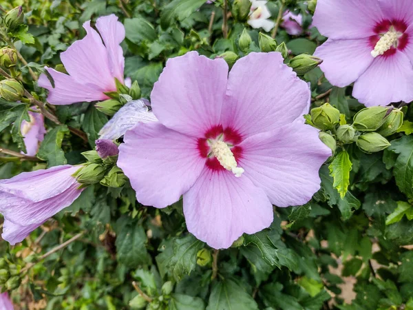 Rose Sharon Hibiscus Syriacus Flower Summer — Foto Stock