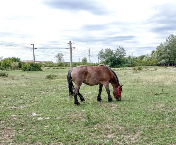 Horse Grazing Grass —  Fotos de Stock