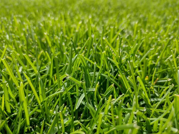 Natural Green Lawn Summer Closeup Lawn — 图库照片