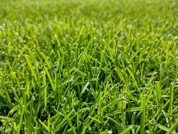Natural Green Lawn Summer Closeup Lawn — 图库照片