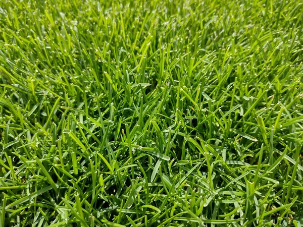 Natural Green Lawn Summer Closeup Lawn — 图库照片