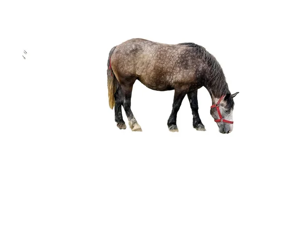 Лошадь Изолирована Белом Фоне — стоковое фото