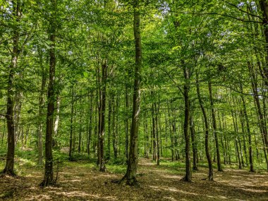Forest in the summer. Landscape in the forest
