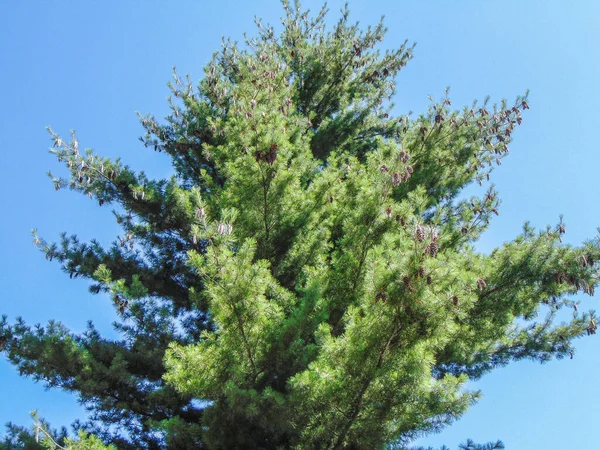 a big pine. Pinus strobus tree