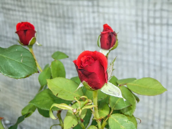 Rote Rosen Sommer Garten — Stockfoto