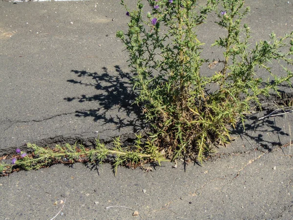 Asfalttan Çıkan Bitki — Stok fotoğraf
