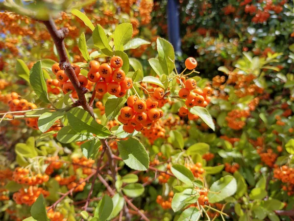 Firethorn Closeup Pyracantha Coccinea Plant — Stok Foto