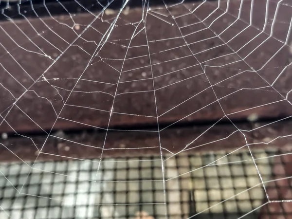 Spiderweb Летом Марамуреше Румыния Macro View — стоковое фото