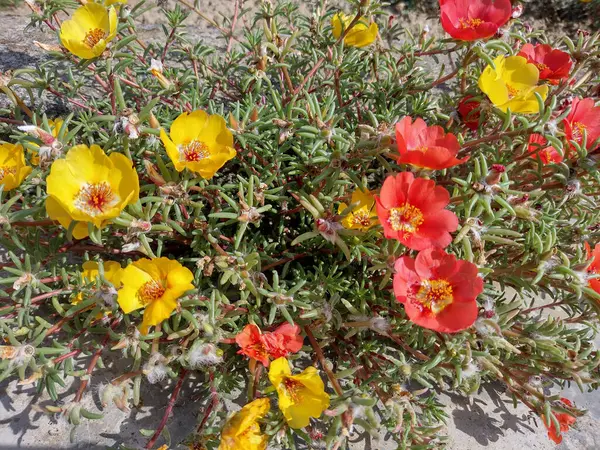 Yellow Red Shrubby Purslane Flowers Portulaca Suffrutescens —  Fotos de Stock