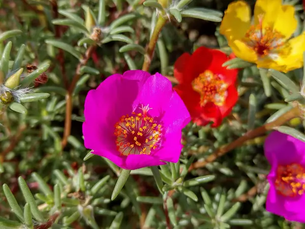 Colored Shrubby Purslane Flowers Portulaca Suffrutescens —  Fotos de Stock