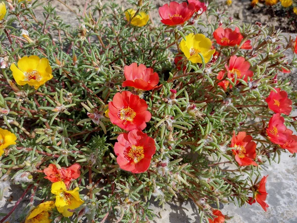 Yellow Red Shrubby Purslane Flowers Portulaca Suffrutescens —  Fotos de Stock