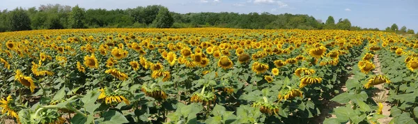 Chain Sunflower Summer Maramures County Romania Panoramic Scene — 图库照片