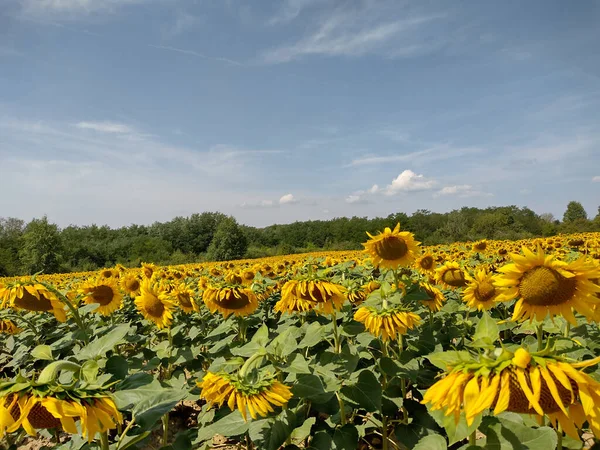 Łańcuch Słonecznikiem Lecie Okręgu Maramures Rumunia — Zdjęcie stockowe