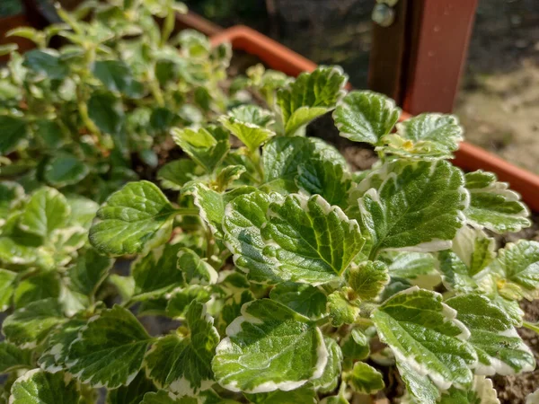 Plectranthus Glabratus Plant Closeup Mosquito Plant — 스톡 사진