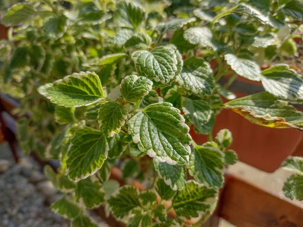 Plectranthus Glabratus Plant Closeup Mosquito Plant — Photo