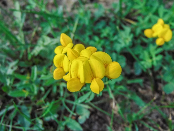 Pie Pájaro Trefoil Lotus Corniculatus Flor Maramures Rumania —  Fotos de Stock