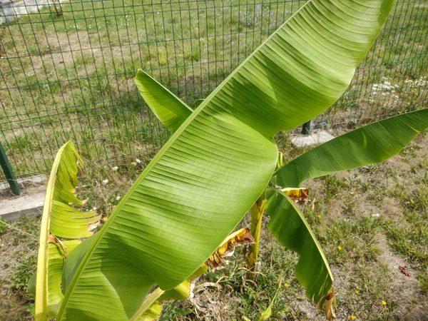 Little Japanese Banana Tree Banana Leaves Musa Tree — Stockfoto