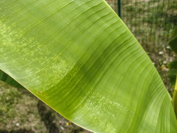 Little Japanese Banana Tree Banana Leaves Musa Tree — Photo