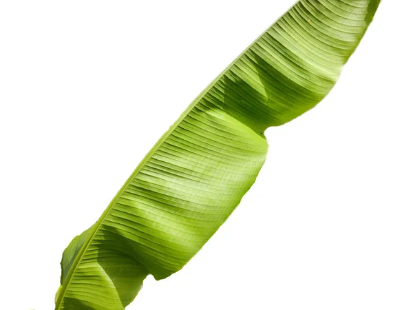 Little Japanese Banana Tree Banana Leaves Musa Tree — Photo