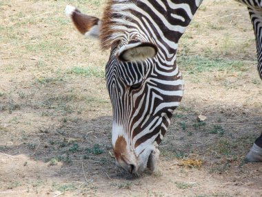 a zebra eats grass. Grevy s zebra in the summer