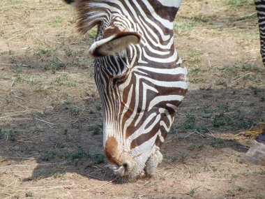 a zebra eats grass. Grevy s zebra in the summer