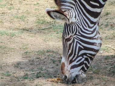 a zebra eats grass. Grevy s zebra in the summer