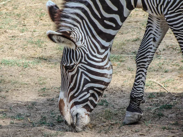 Zebra Eats Grass Grevy Zebra Summer — Stock Fotó