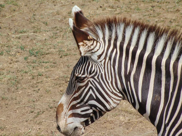 Ζέβρα Του Grevy Καλοκαίρι Ζώο Ζέβρα — Φωτογραφία Αρχείου