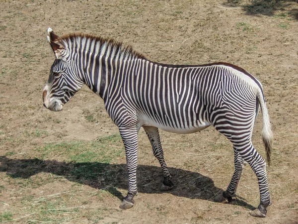 Grevy Zebra Summer Zebra Animal — Stock Fotó