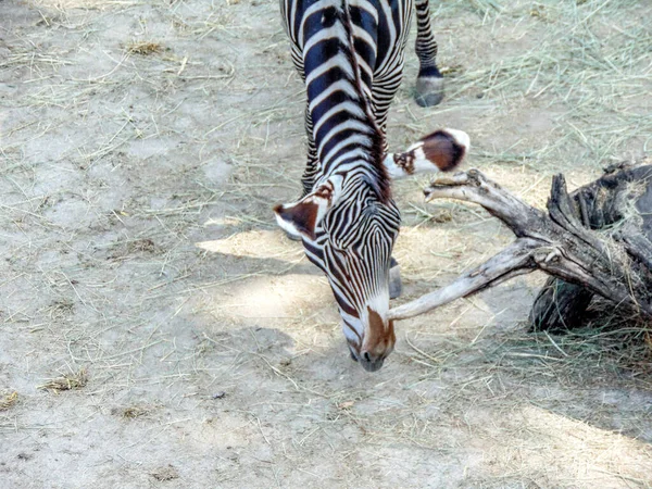 Grevy Zebra Summer Zebra Animal — Stock Fotó