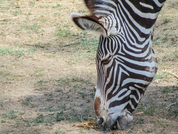 Zebra Eats Grass Grevy Zebra Summer — Zdjęcie stockowe