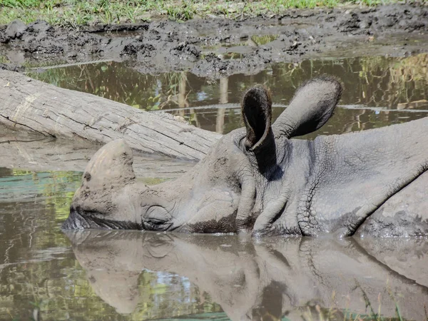 Носорог Сидит Воде Летом — стоковое фото