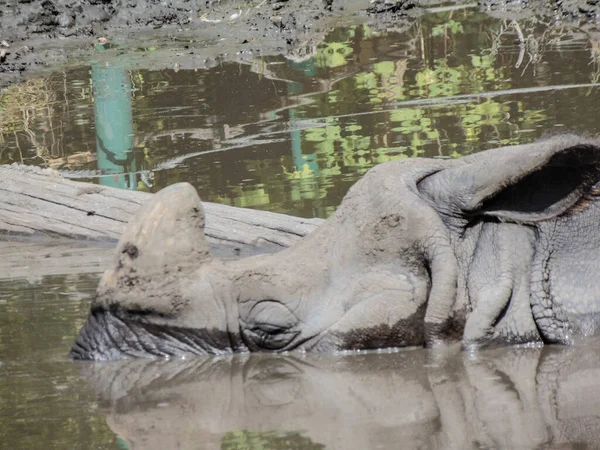 Носорог Сидит Воде Летом — стоковое фото